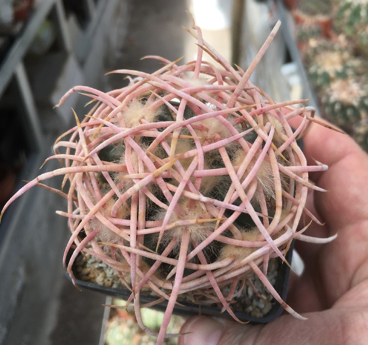 Echinocactus polyacanthus