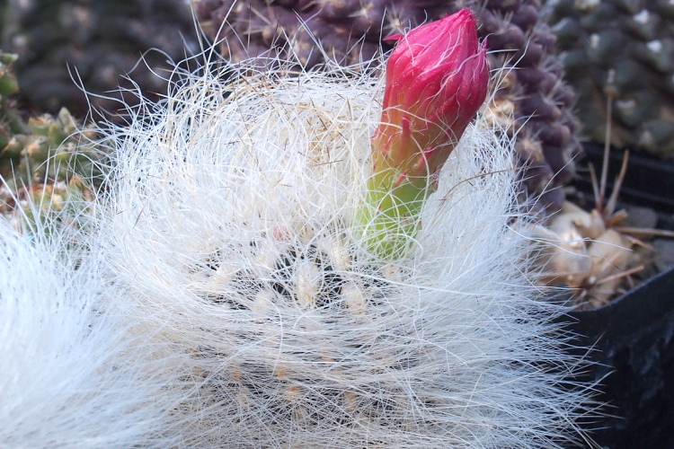 Neoporteria gerocephala m