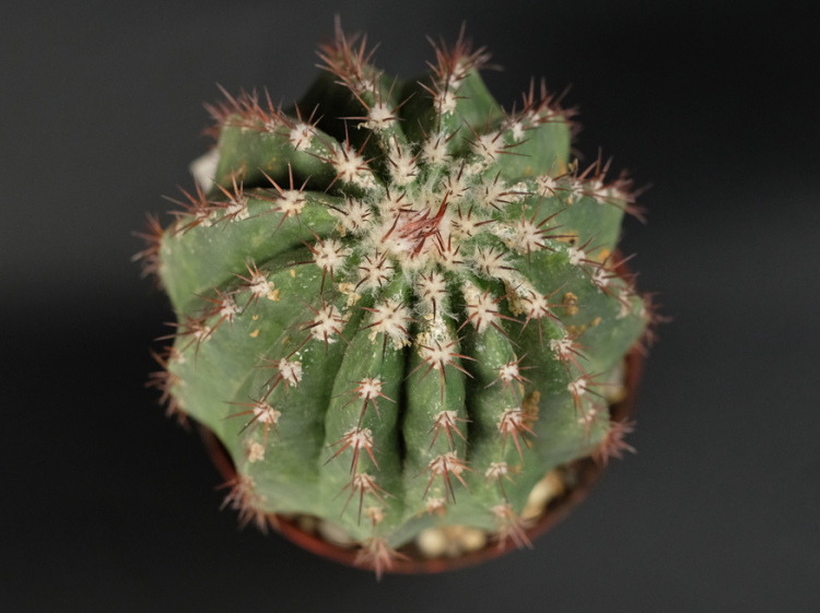 Melocactus mazelianus 1 m