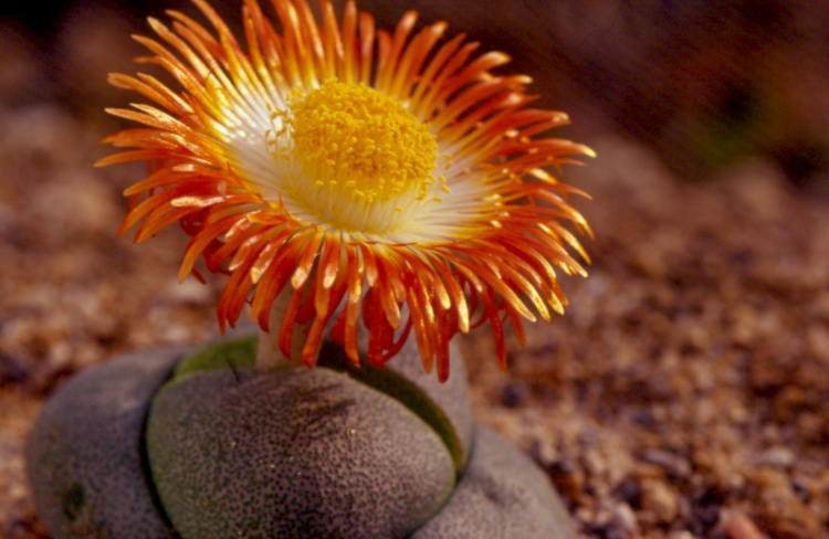 Pleiospilos nellii 1 750