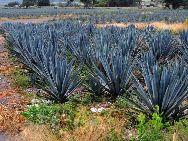 PB120234 Jalisco Agave tequilana 750