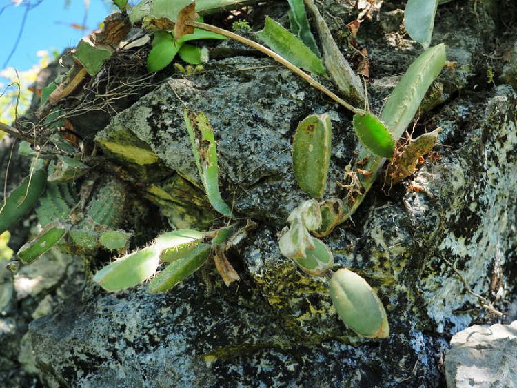 PB150643 Aguila WP2117 Hylocereus ocamponis 750