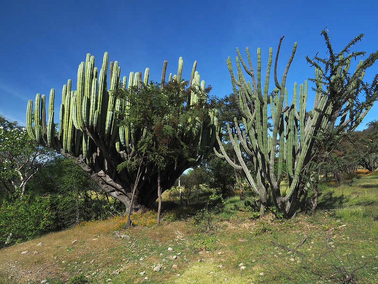 PB180968_LasCasitas_WP2131__Stenocereus_griseus