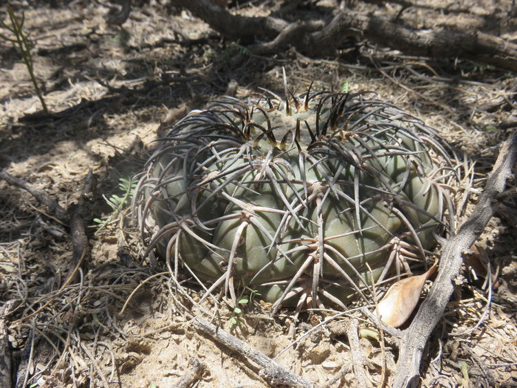 08-IMG-7109-Gymnocalycium-spegazzinii-ASK1107_1