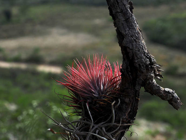 PB201331_Tapanala_WP1974_Tillandsia_jonantha