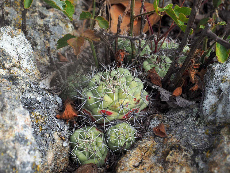 PB201343_Tapanala_WP1974_Ortegocactus_macdougallii