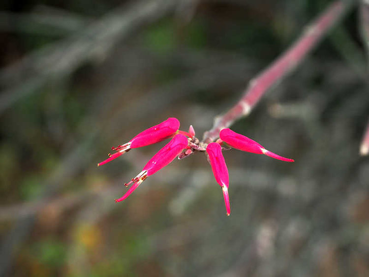 PB211440_LaCruz_WP2144_Euphorbia_cymbifera