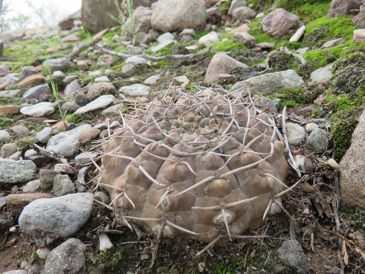 12-IMG_83024-Gymnocalycium-bodenbenderianum-ASK11351