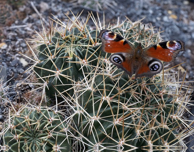 2021-10-07-Can-Oly-50mm-Lobivia-acanthoplegma-patula-TB-861-Cliza-Cochabamba-2094m-Bolivia-+-motyl2-fin