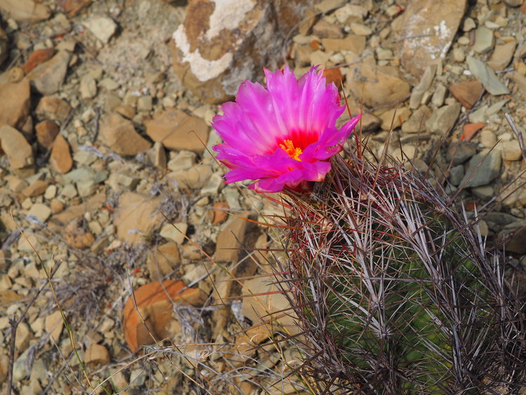 P3160508-Thelocactus-bicolor-San-Martin-de-las-Vacas