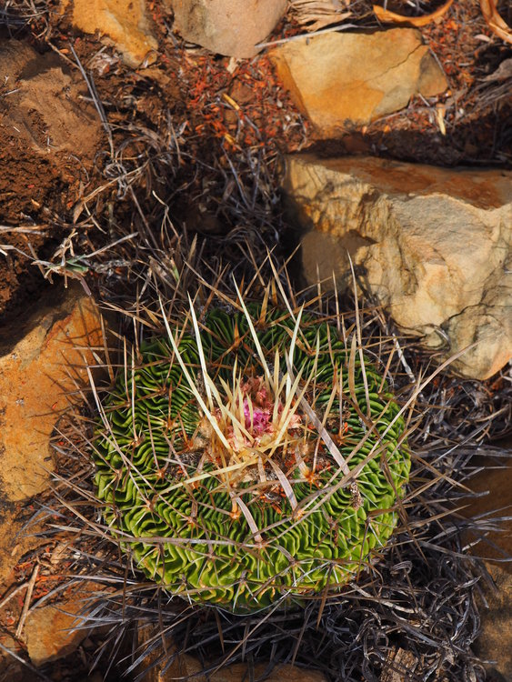 P3160511-Stenocactus-multicostatus-San-Martin-de-las-Vacas