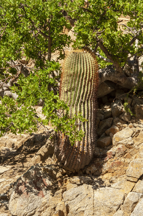 ferocactus_diguetii_10