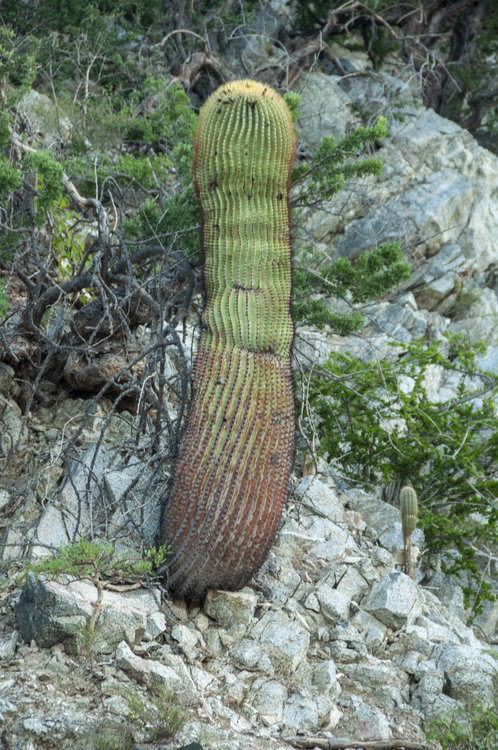 ferocactus_diguetii_3