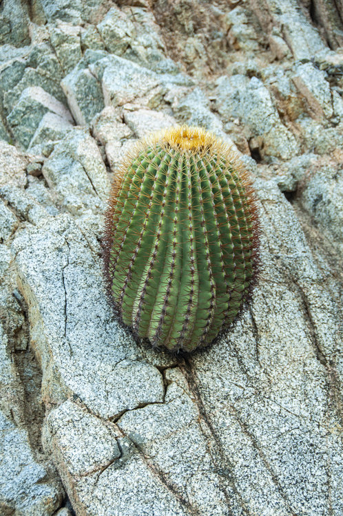 ferocactus_diguetii_5