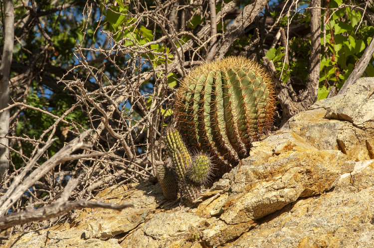 ferocactus_diguetii_8