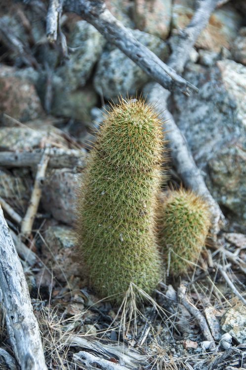 mammillaria_cerralboa_1