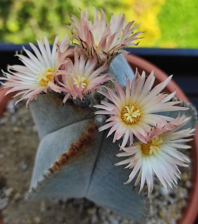 005a-Astrophytum-tulense-kulturni-rostlina