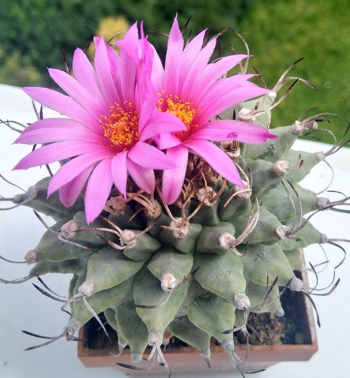 006c-Turbinicarpus-alonsoi-RS-546-Xichu