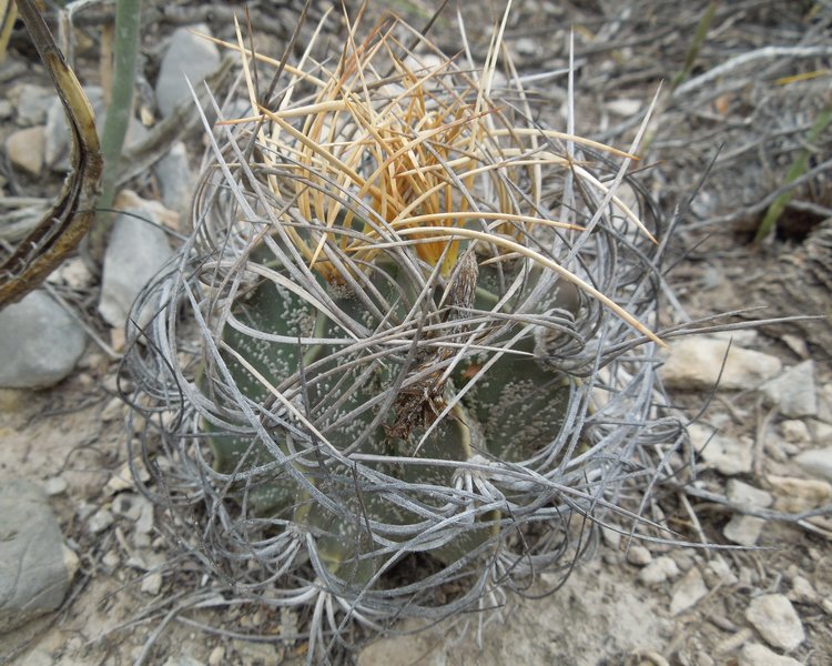 Astrophytum-senile-var-aureum-PT-645-km-67-severne-Nuevo-Yucatan-COAH-foto-Jiri-Pejcoch-1