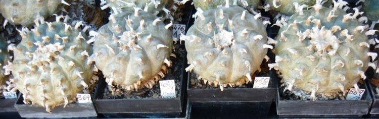 2022424-pred-postrikem-Lophophora-williamsii-a-pluricostata