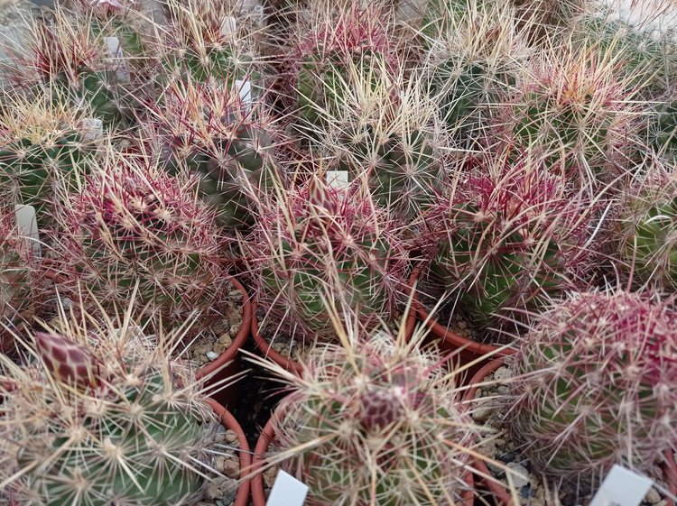 Thelocactus-bicolor