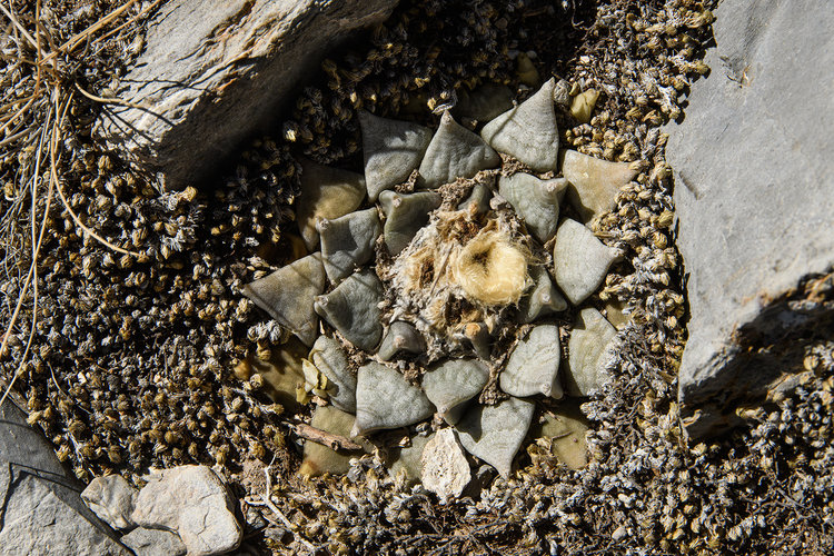 ariocarpus_retusus_Cerro_de_Aqua_2_fb