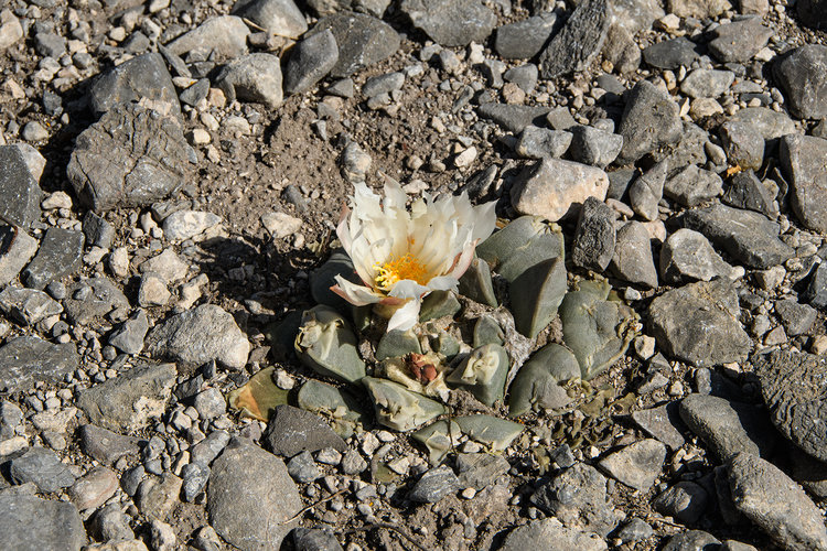 ariocarpus_retusus_gabino_vazques_3_fb