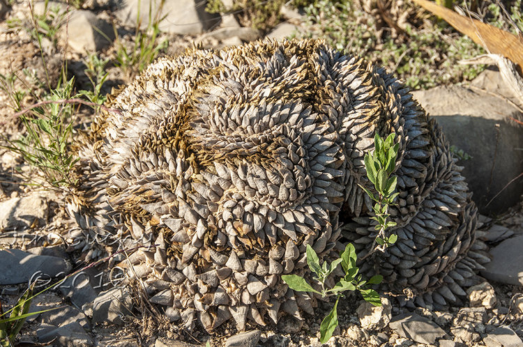 ariocarpus_retusus_kristata_FB