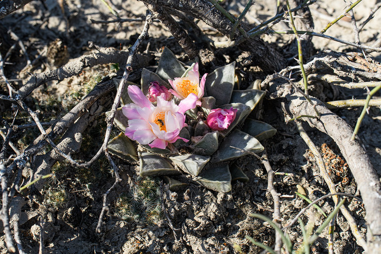 ariocarpus_retusus_pulchelus_francisco_I_madero_4_fb