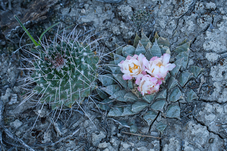 ariocarpus_retusus_pulchelus_francisco_I_madero_8_fb