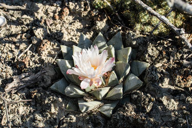 ariocarpus_retusus_pulchelus_francisco_I_madero_9_fb