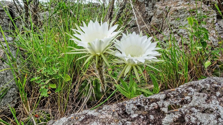 Echinopsis-eyriesii