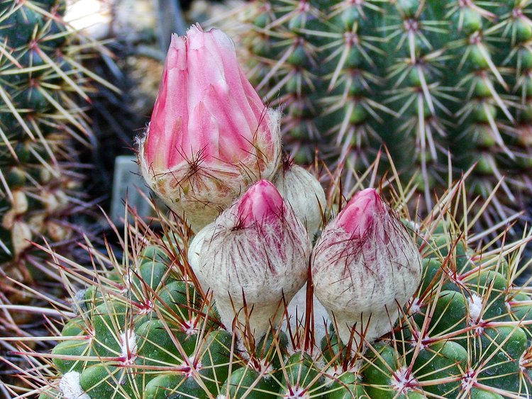 Notocactus-roseoluteus-poupata