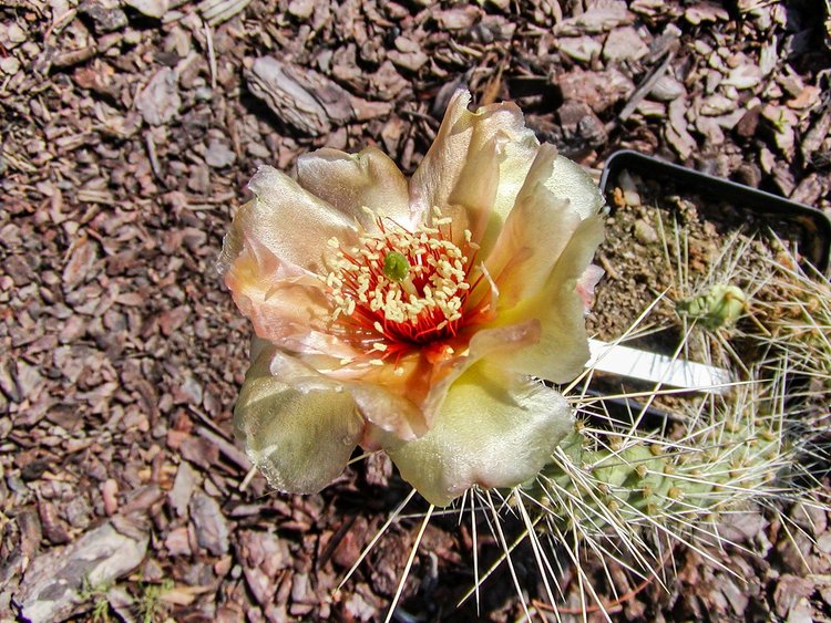 Opuntia-erinacea