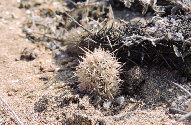 02M Haageocereus tenuis Chancay provincia Lima Mal