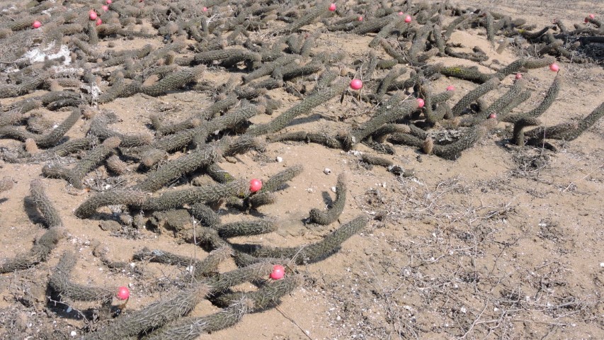 03M Haageocereus tenuis Chancay provincia Lima Mal