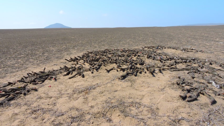 07M Lokalita Haageocereus tenuis pri Chancay Mal