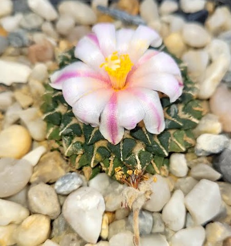 Ariocactus kotchoubeyanus