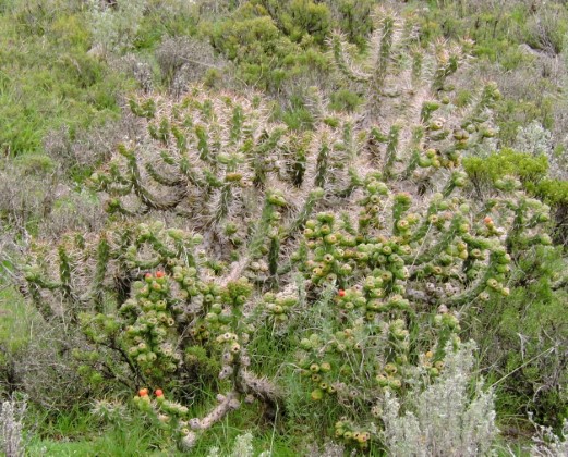 01M Austrocylindropuntia subulata