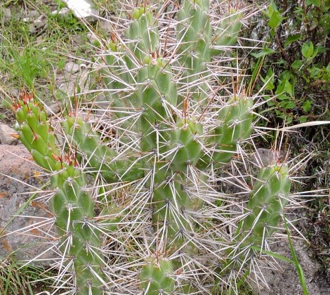 02M Austrocylindropuntia subulata