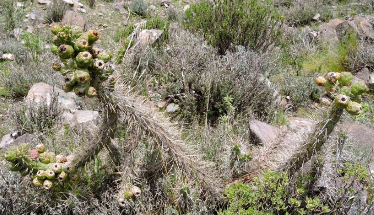 03M Austrocylindropuntia subulata