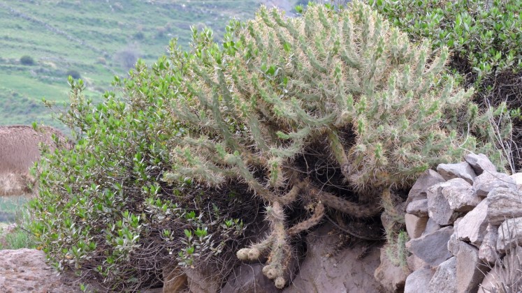 05M Austrocylindropuntia subulata