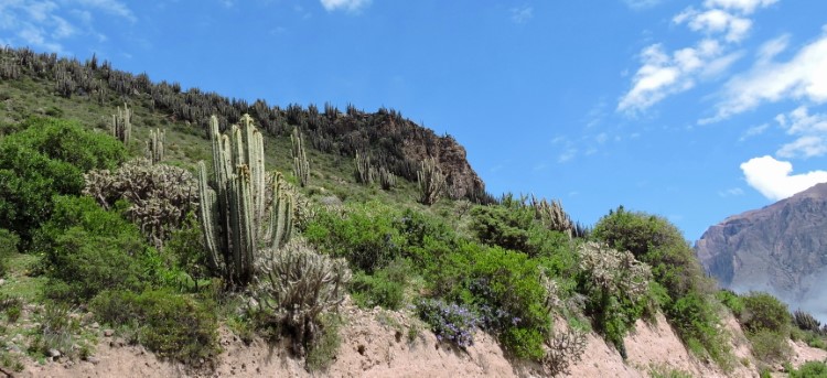 07M Austrocylindropuntia subulata