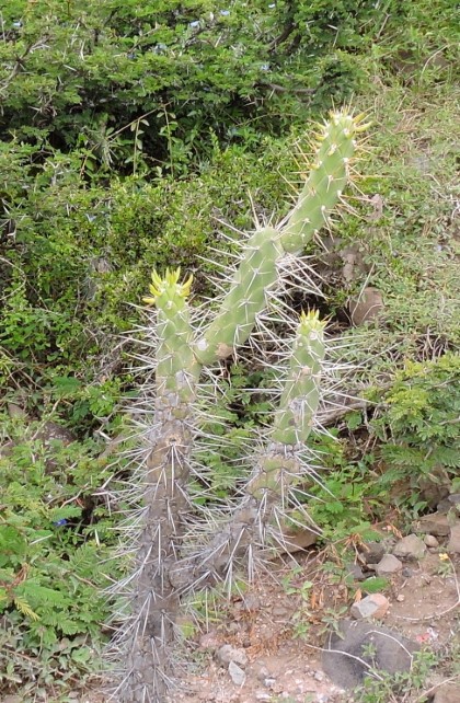 08M Austrocylindropuntia subulata