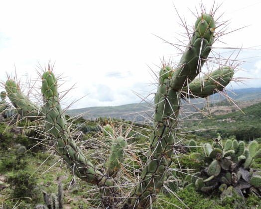 09M Austrocylindropuntia subulata