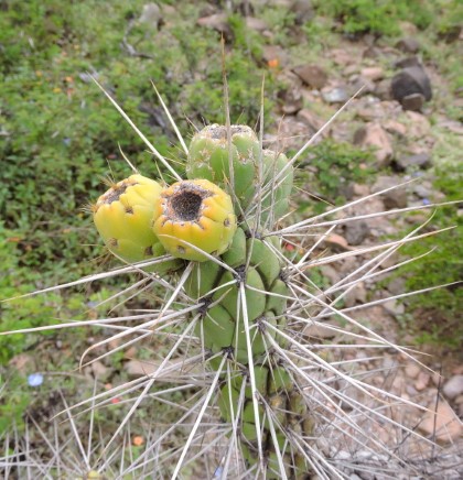 10M Austrocylindropuntia subulata