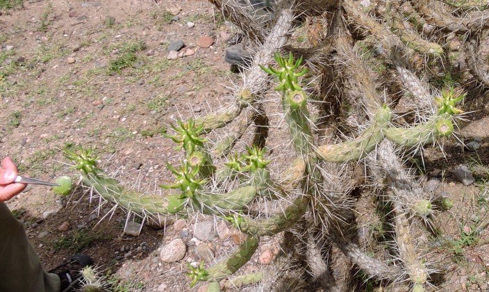 11M Austrocylindropuntia subulata