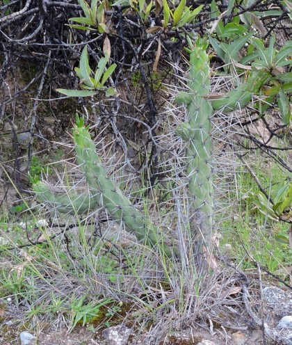 12M Austrocylindropuntia subulata