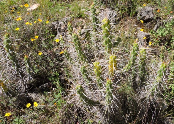 13M Austrocylindropuntia subulata