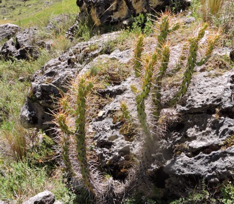 14M Austrocylindropuntia subulata